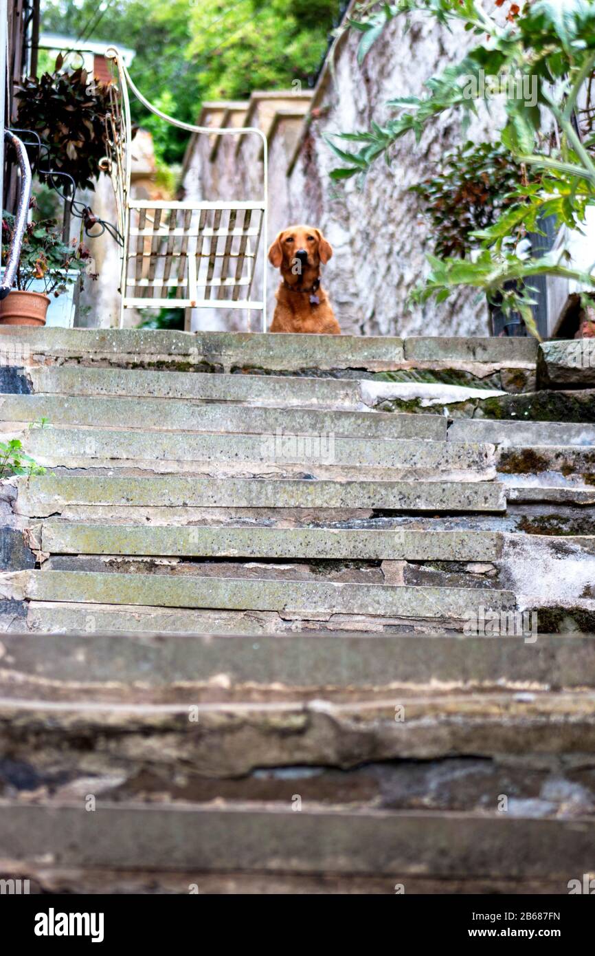 Dog outdoors guarding, playing, friendly, and alert.  Active canine Stock Photo