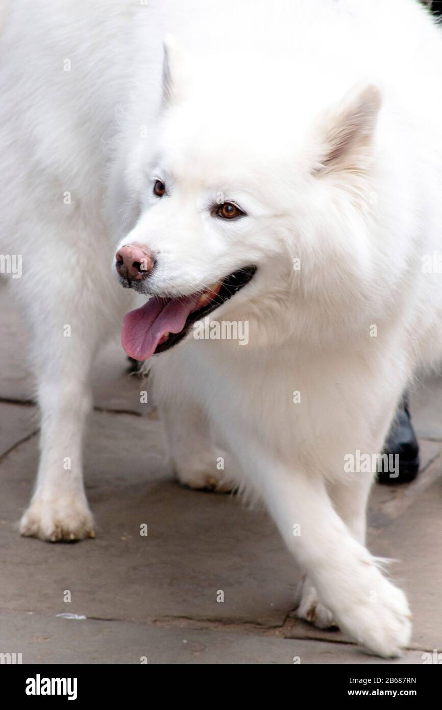 White gsd hi-res stock photography and images - Alamy