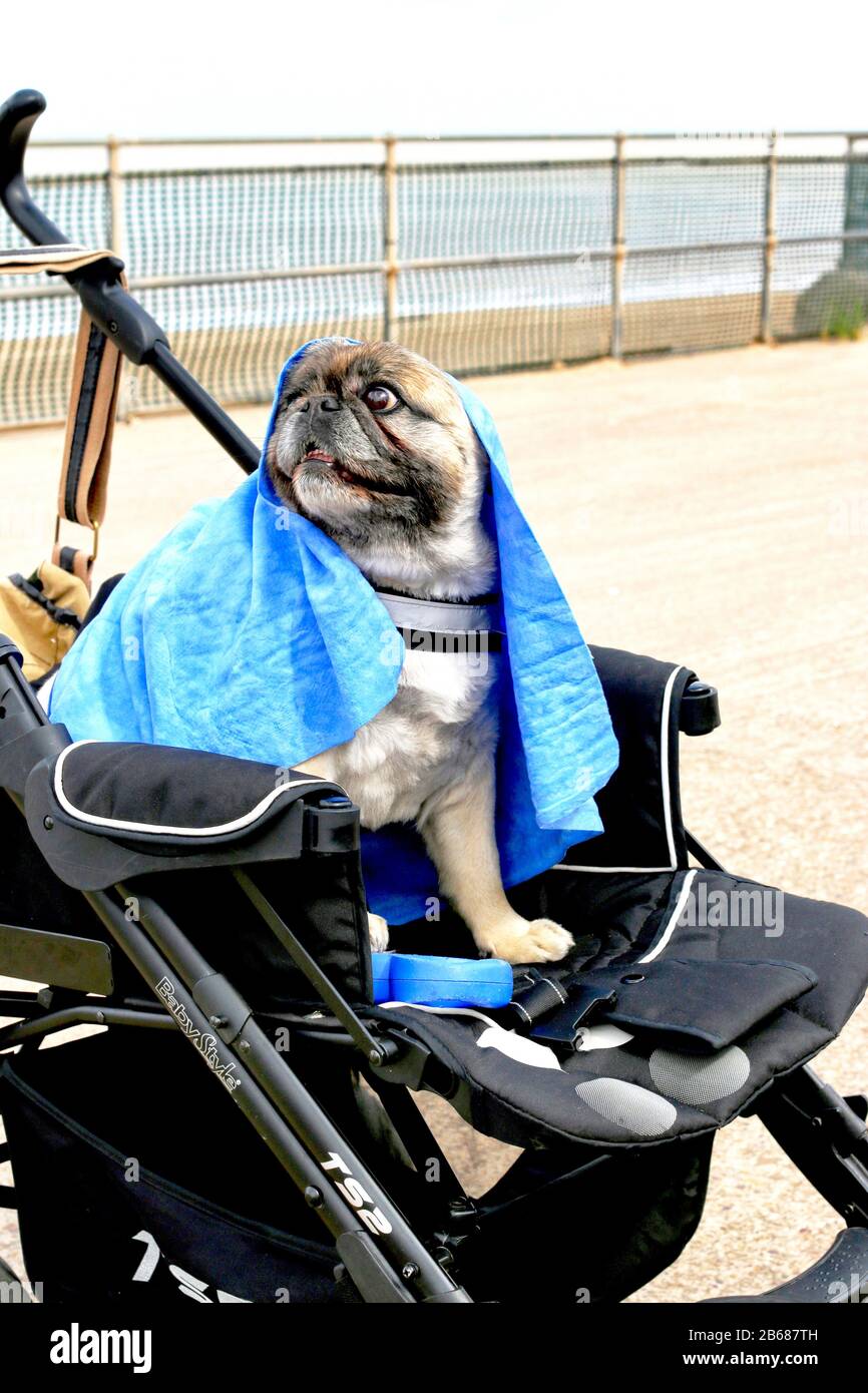 Dog outdoors in pram playful, friendly, and alert. Canine Stock Photo
