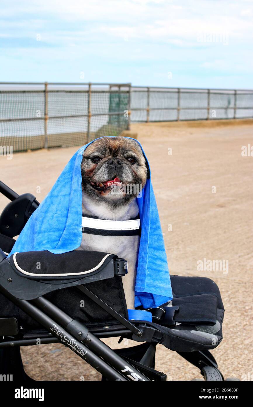 Dog outdoors in pram playful, friendly, and alert. Canine Stock Photo