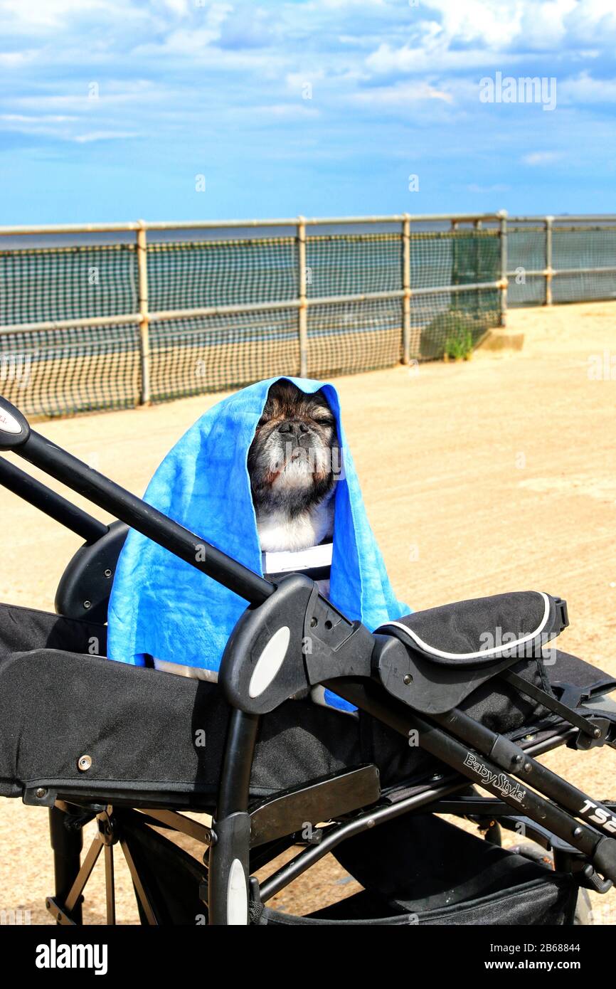 Dog outdoors in pram playful, friendly, and alert. Canine Stock Photo Alamy