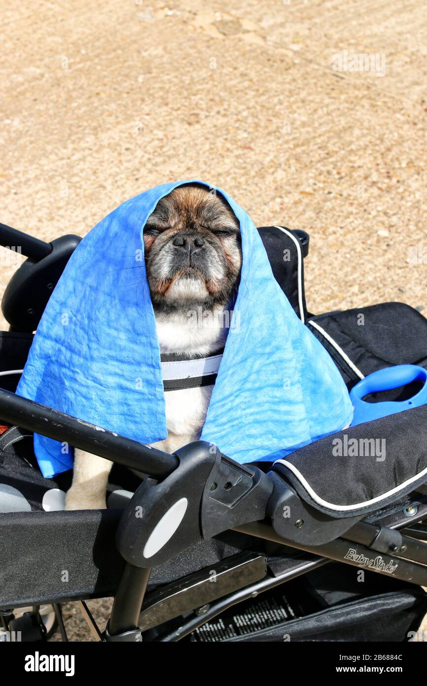 Dog Pram High Resolution Stock Photography and Images Alamy