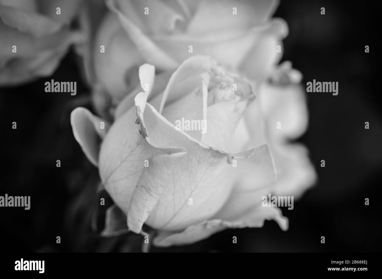 natural-roses-close-up-view-stock-photo-alamy