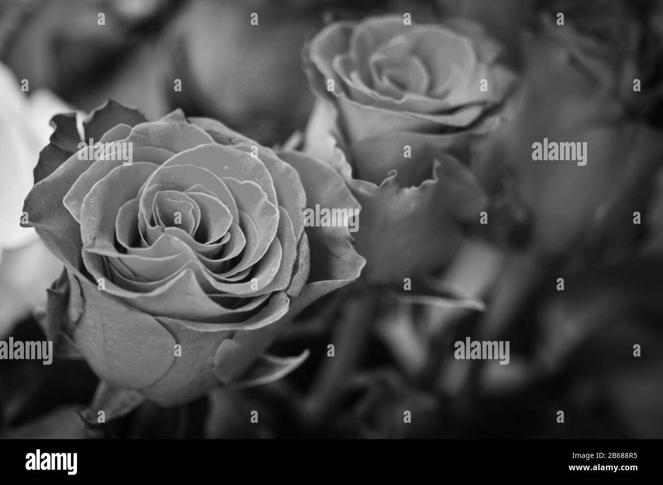 natural roses close up view Stock Photo - Alamy