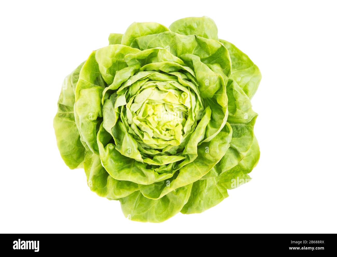 Fresh lettuce isolated on white background Stock Photo