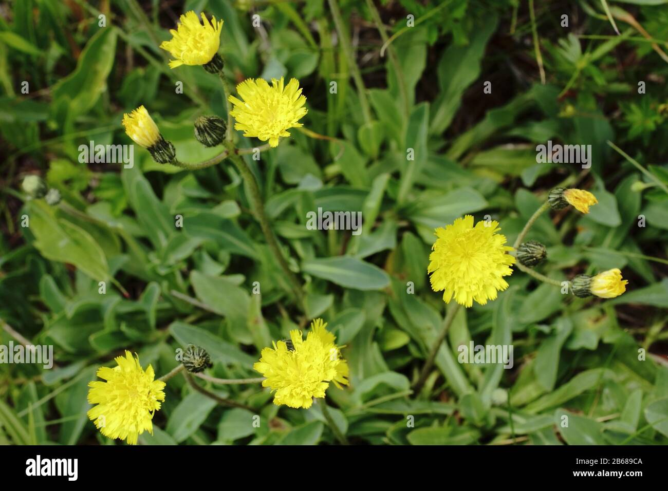 Hasenohr Habichtskraut, Hieracium bupleuroides Stock Photo