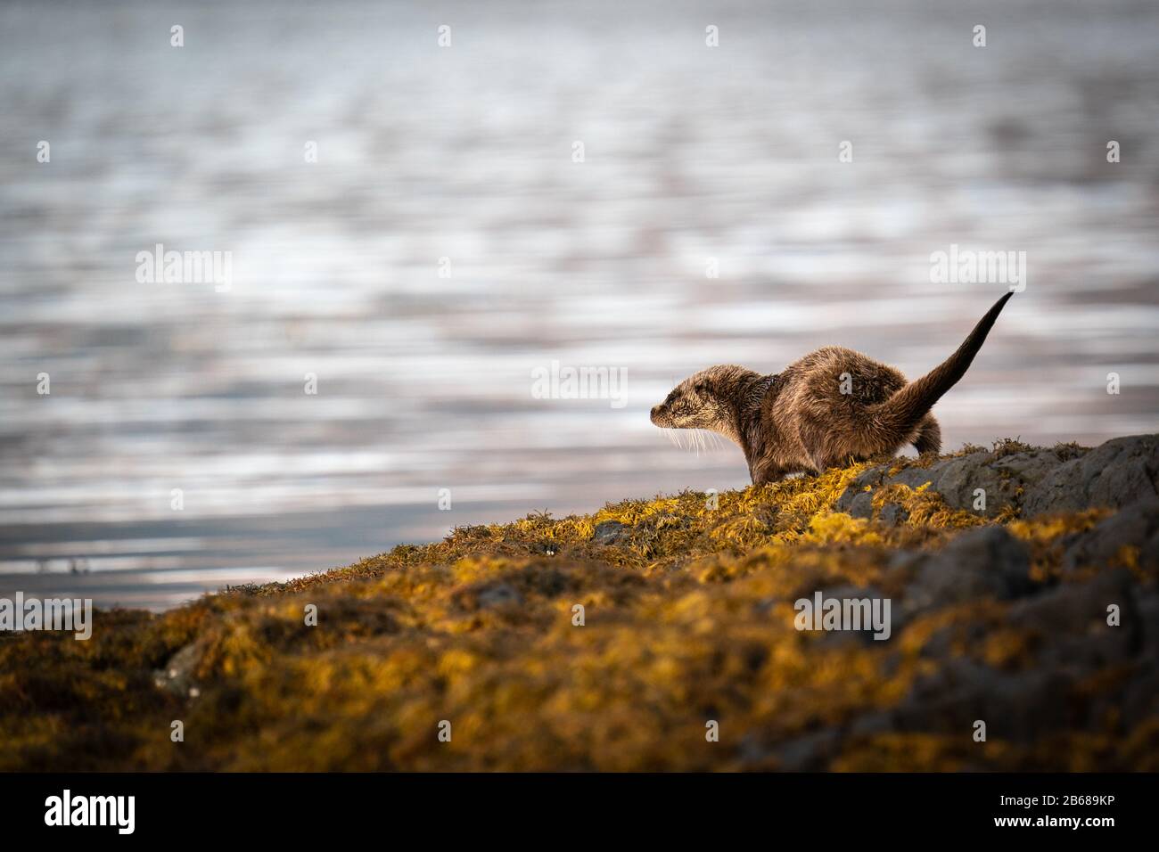 Relaxed female European Otter (Lutra lutra) strolling back to the loch shore to resume fishing Stock Photo