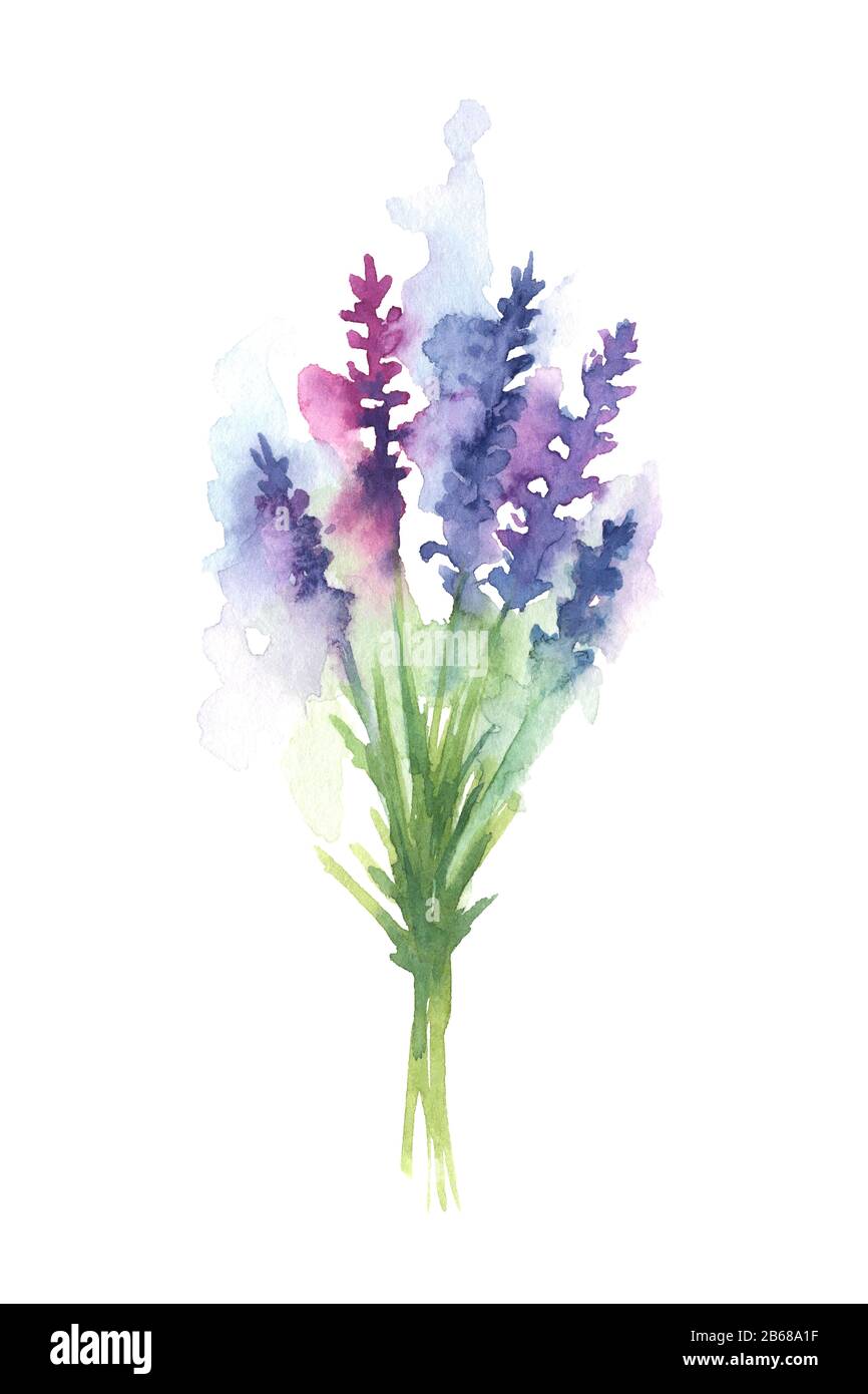 Hand painted watercolor illustration of a lavender bouquet Stock Photo