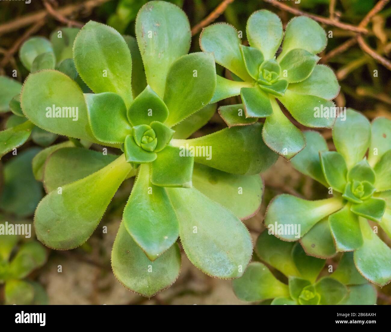 succulent plant aeonium percarneum  cultivated indoor Stock Photo