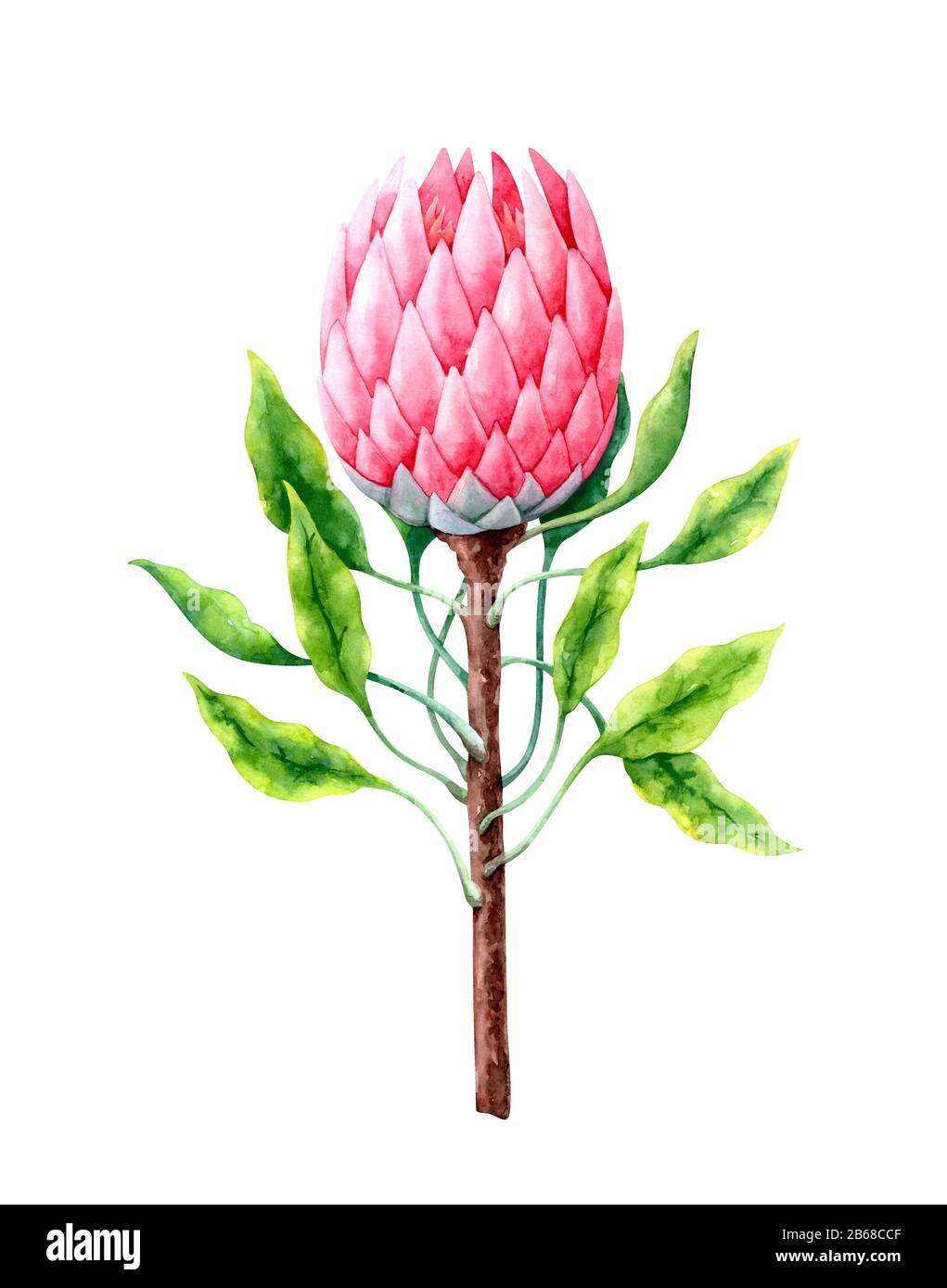 Hand painted watercolor protea flower Stock Photo - Alamy