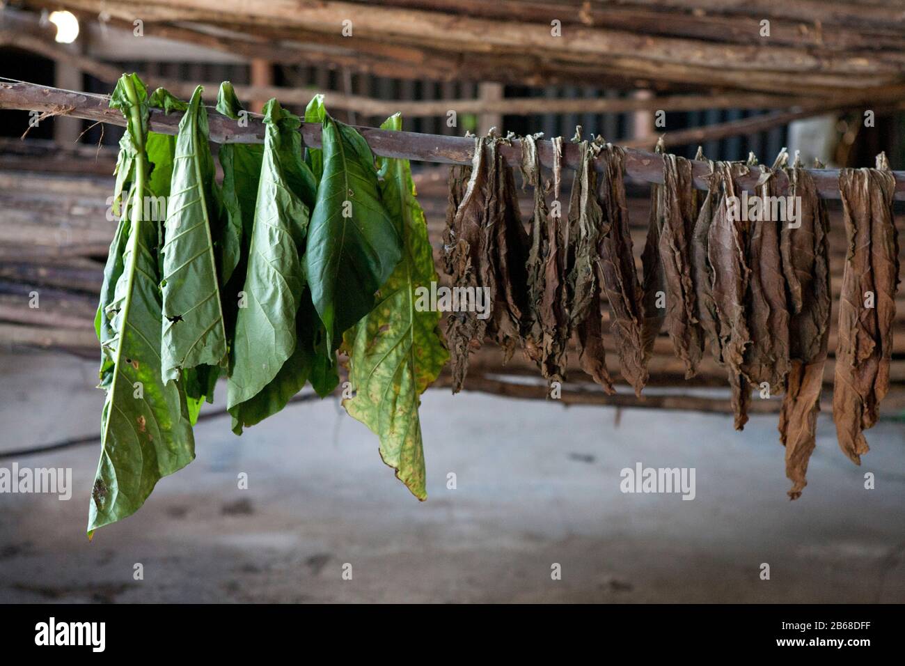 tobacco pole Tobacco leaves drying on a pole in a hut in cuba Stock Photo