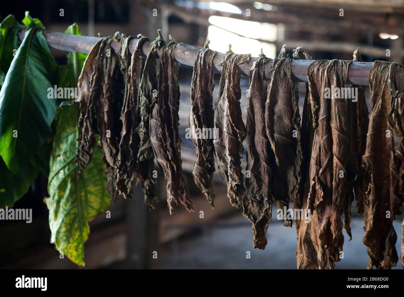 tobacco pole Tobacco leaves drying on a pole in a hut in cuba Stock Photo