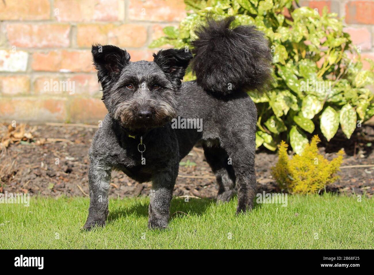 cute black terrier dog standing looking at the camera with ears pricked up and prominent bushy tail Stock Photo
