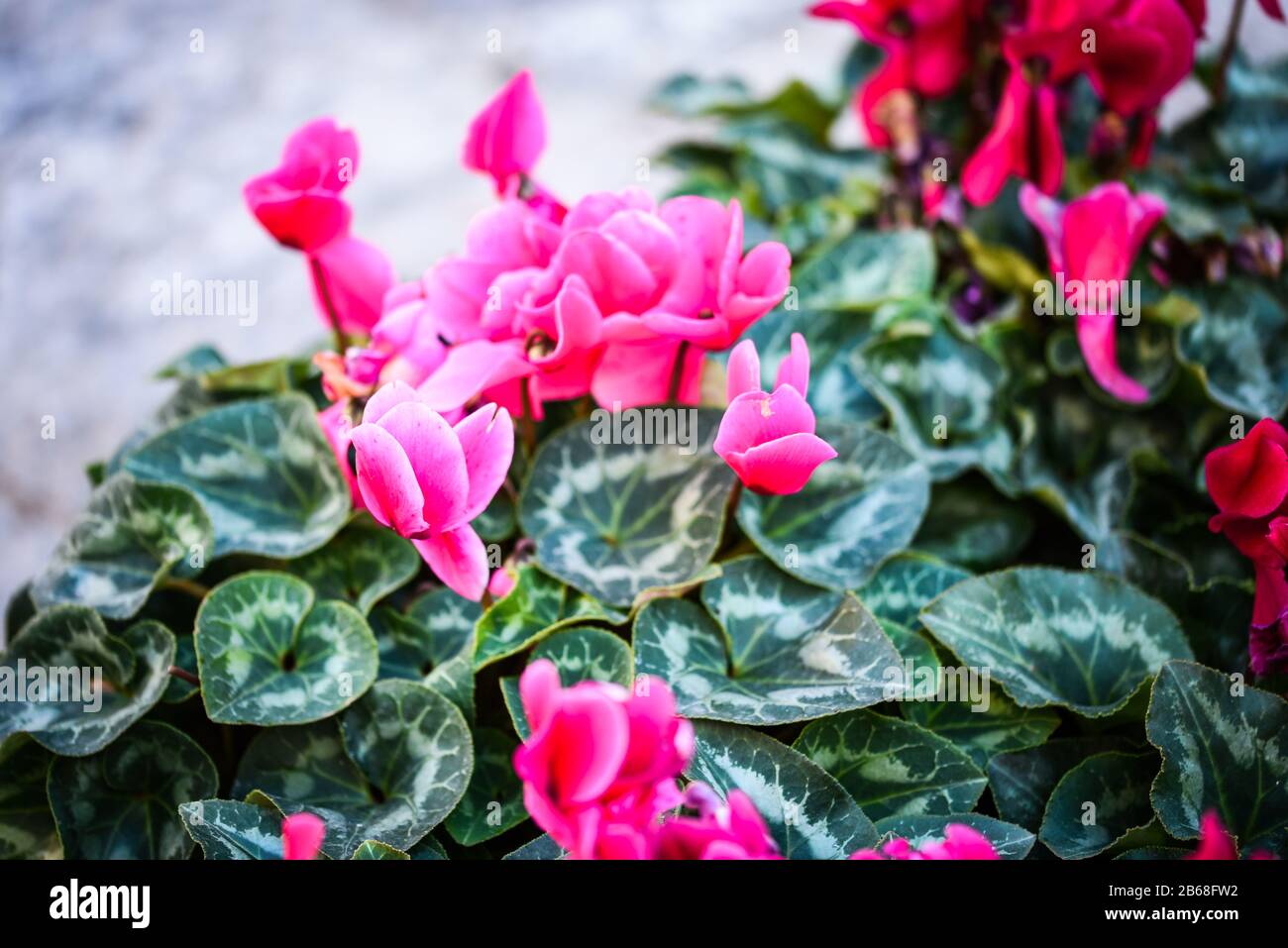 Vintage flowers close up wallpaper hi-res stock photography and images ...