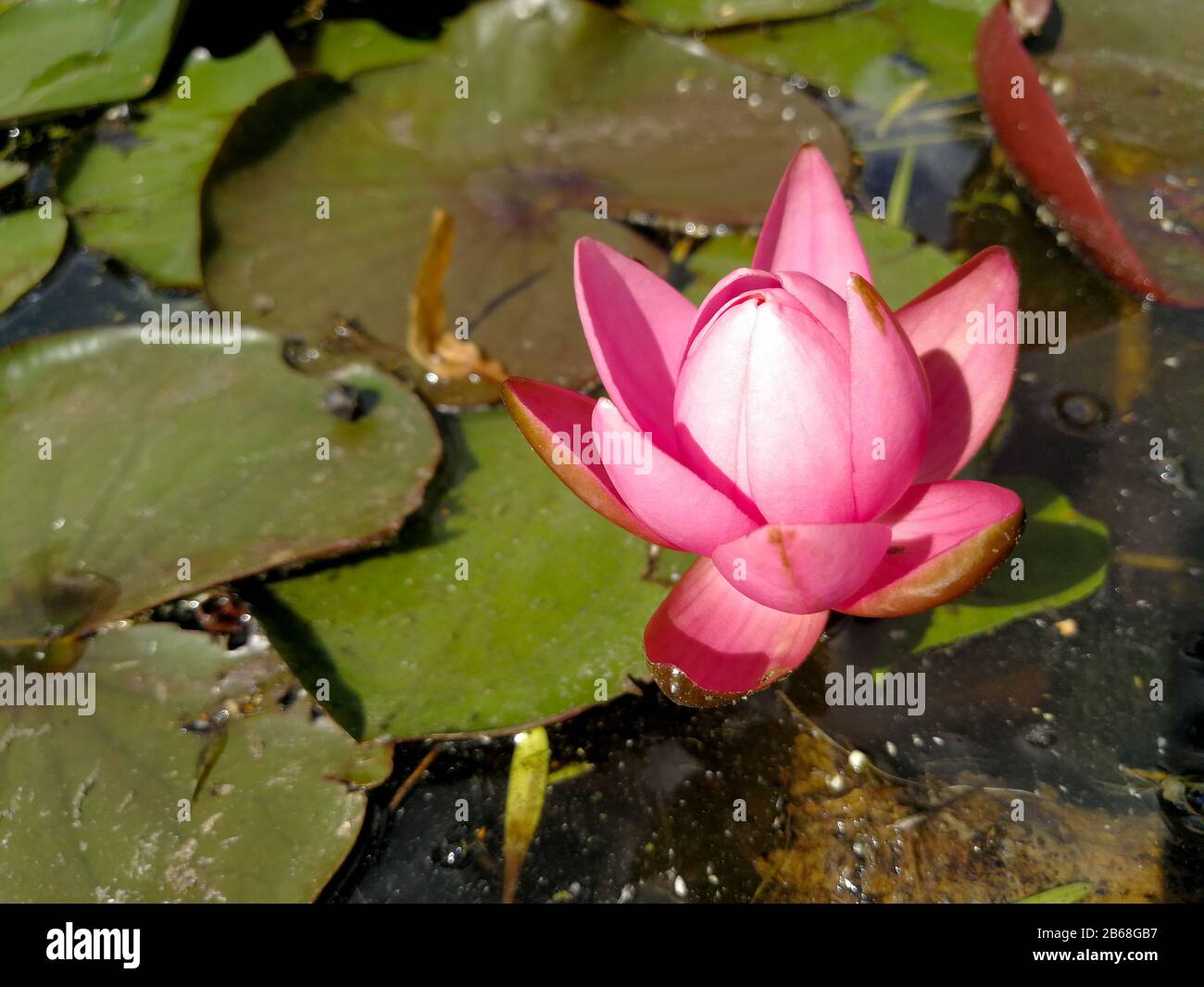 Water lily bud hires stock photography and images Alamy