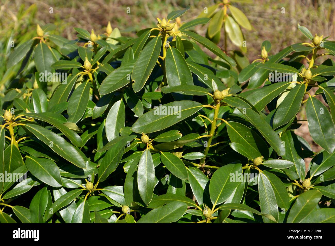 rhododendron buds in garden, closeup of the leaves and buds of a