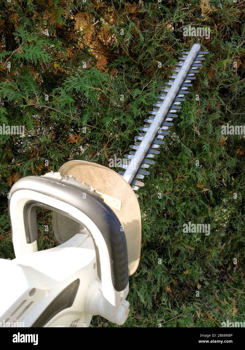 Professional tool hedge trimmer in front of thuja fence Stock Photo Alamy