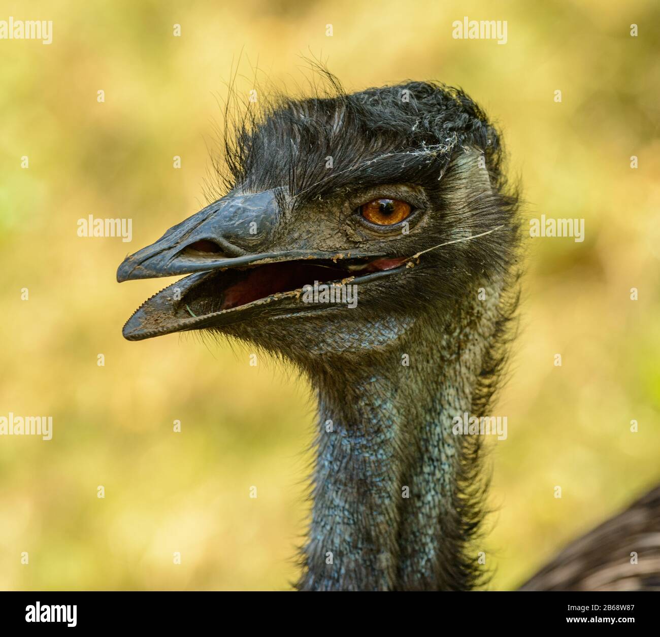 detailed portrait of an emu in zoo prague Stock Photo