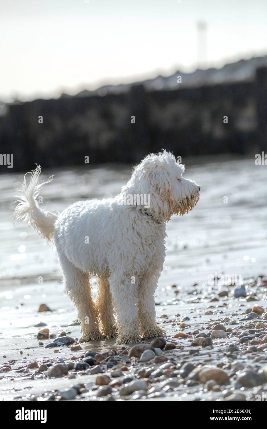 Cockopoo watch at the beach Stock Photo - Alamy
