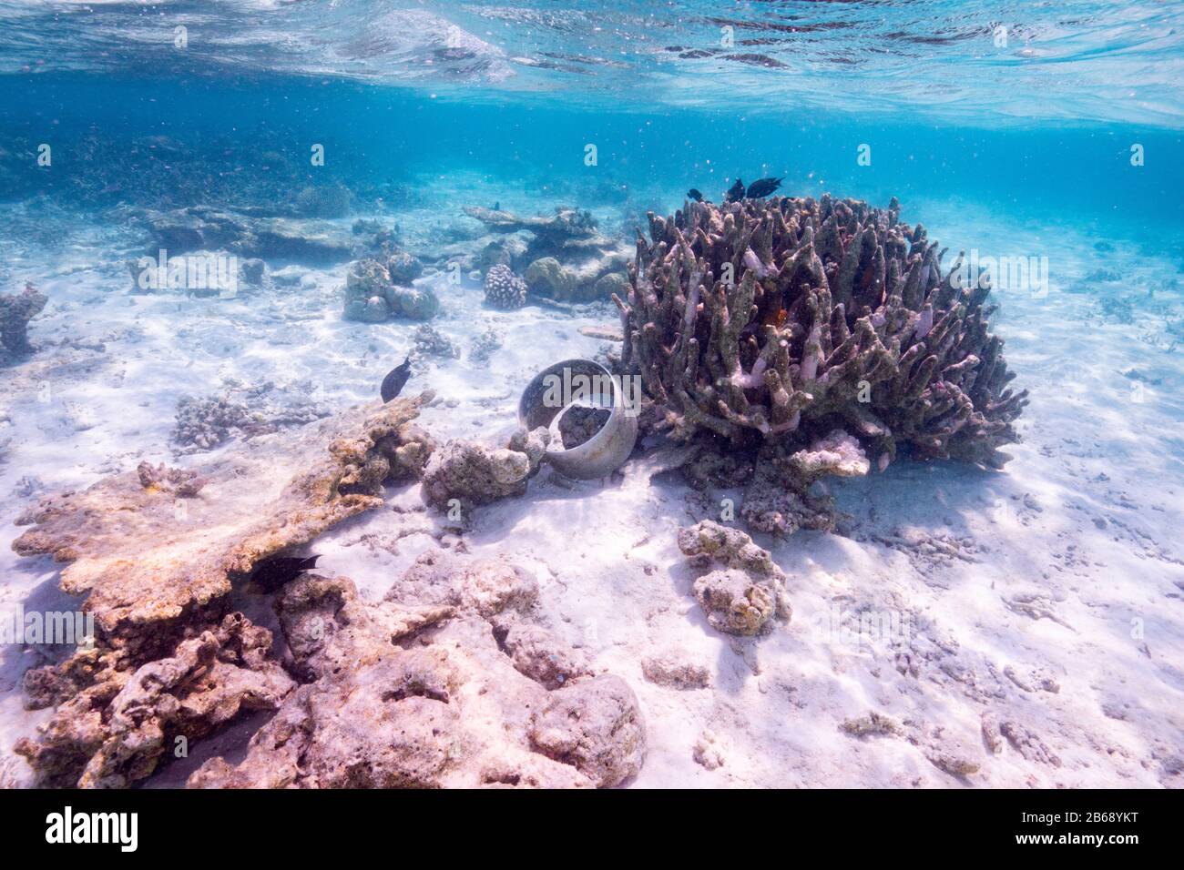 Sea trash on the ocean floor in the Maldives, Indian Ocean Stock Photo