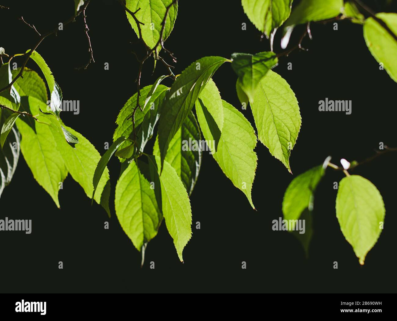 Leaves of GuttaPercha tree ulmoides), Washington Park Aboretum, Seattle, Washington