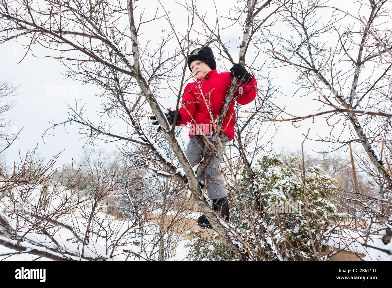 Six year old boy in a red jacket climbing a tree in winter Stock Photo