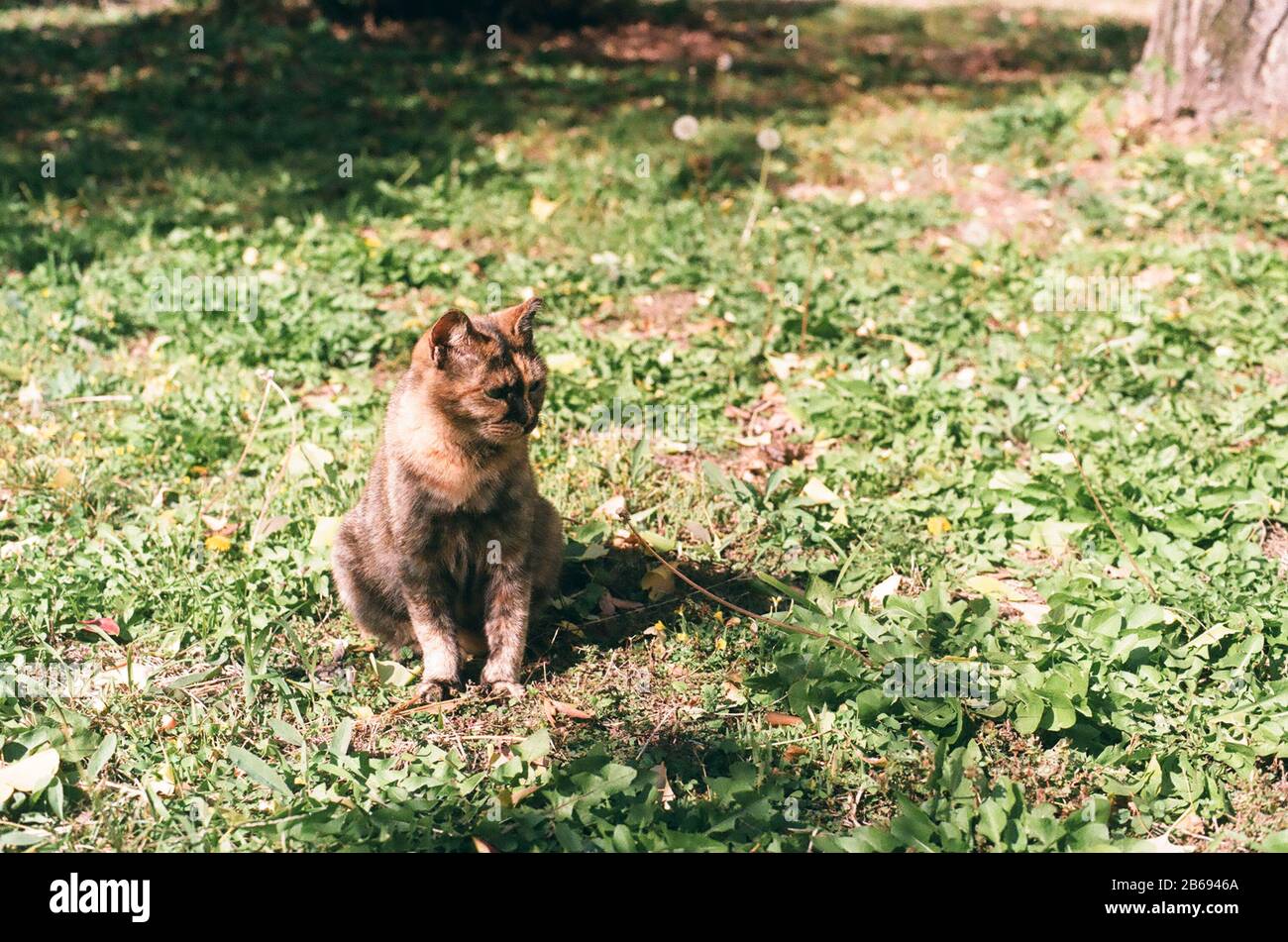 adorable cat kitten in grass Stock Photo