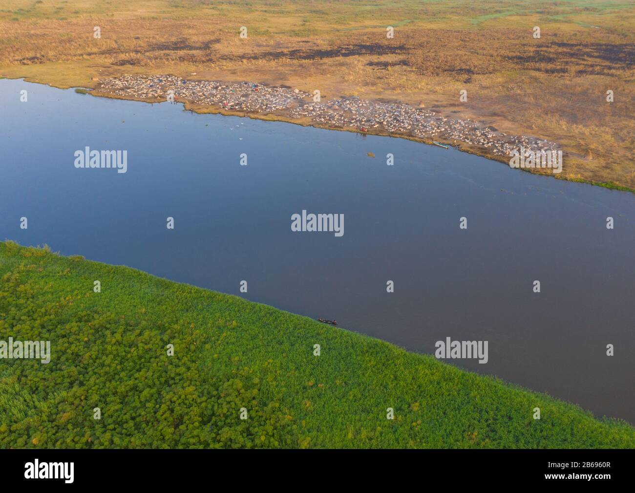 Aerial view of long horns cows in a Mundari tribe cattle camp in front of river Nile, Central Equatoria, Terekeka, South Sudan Stock Photo