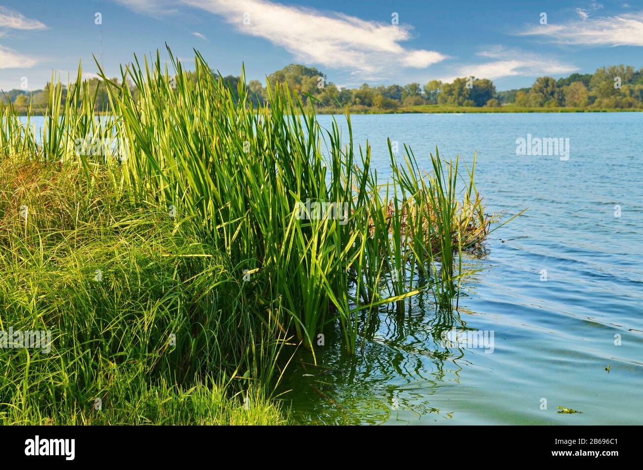 View to the Gartower Lake in Lower Saxony, Germany, under a blue sky. Stock Photo