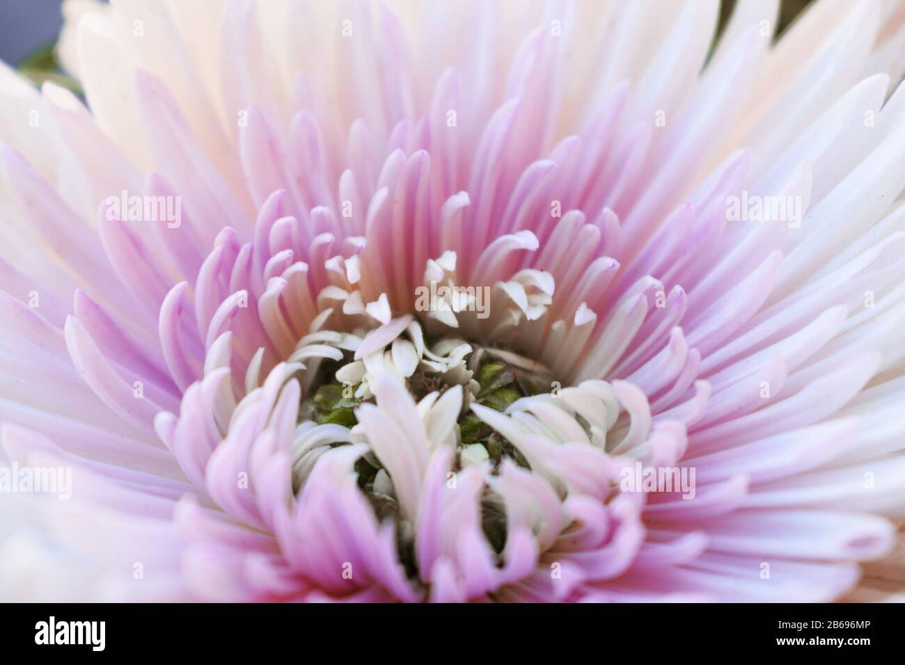 Chrysanthemums sometimes called mums or chrysanths Stock Photo