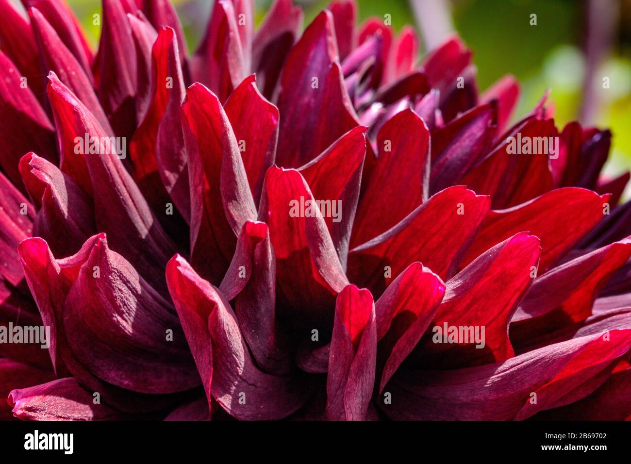 spike dark red dahlia Stock Photo