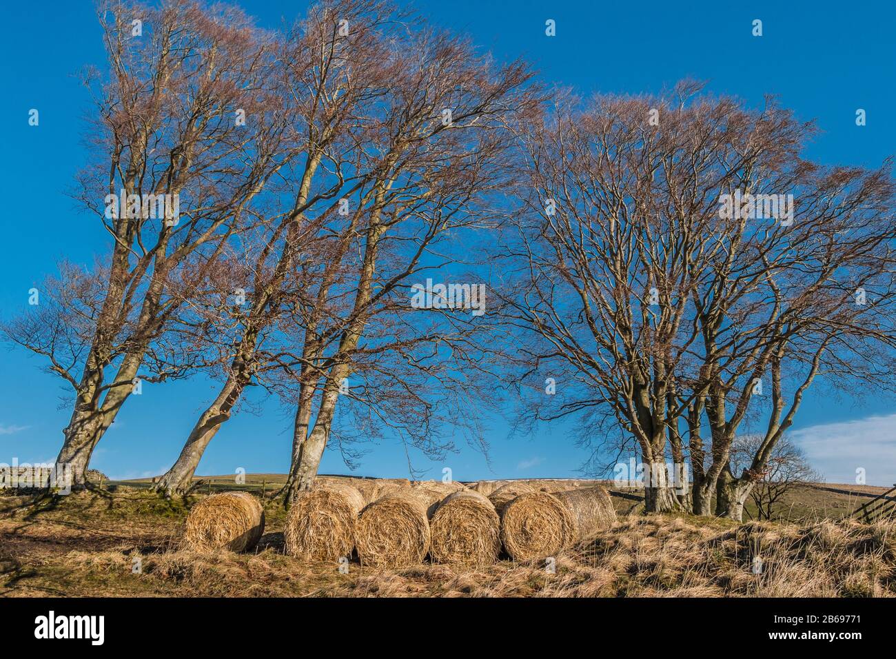 Fresh bales of straw bedding underneath a group of mature bare beech trees under a cloudless blue sky. Stock Photo