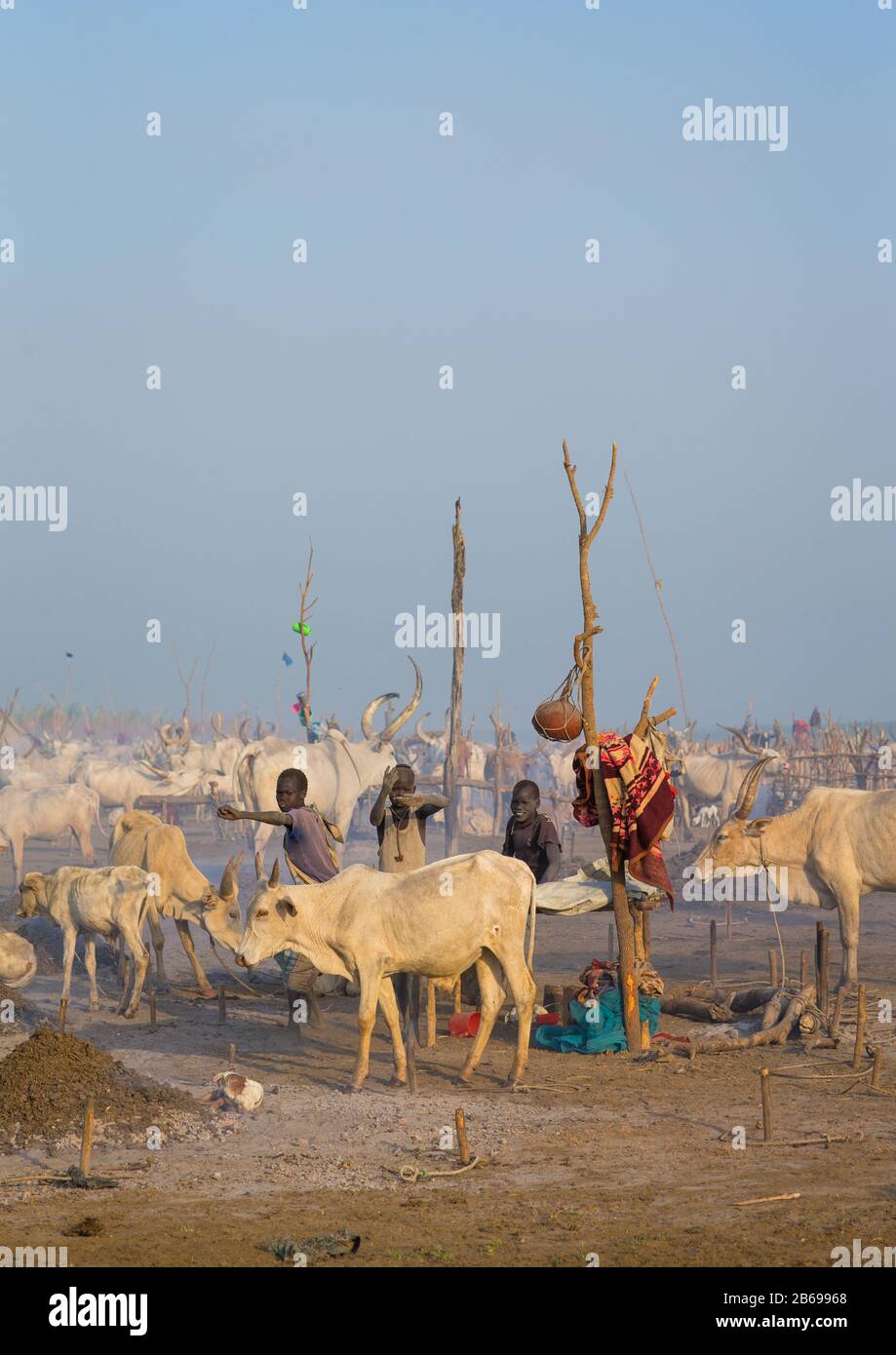 Mundari Mundari tribe boy taking care of the cows in the cattle camp, Central ...