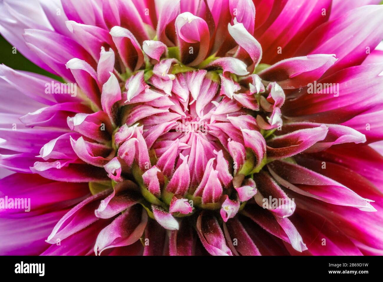 Purple and white dahlia hi-res stock photography and images - Alamy
