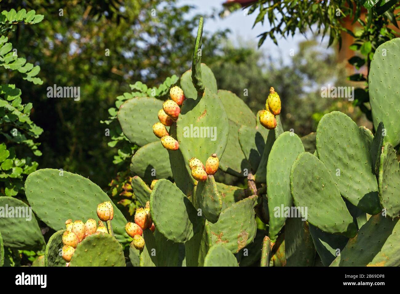 Prickly pear cactus close up with eatable fruits Stock Photo