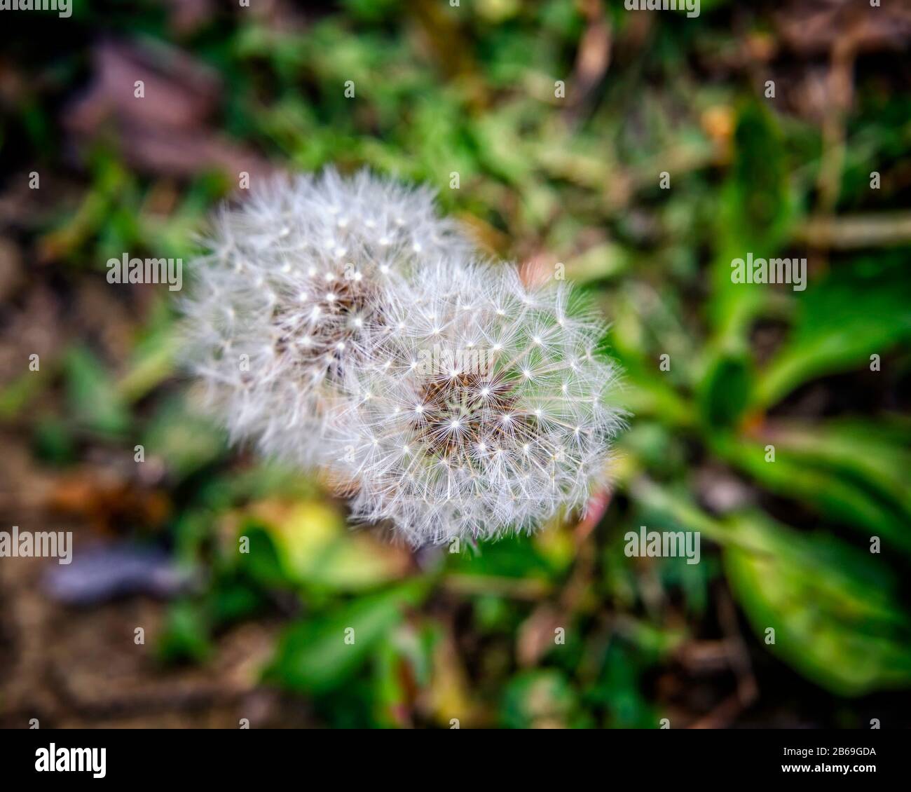 A close-up of a seedhead from a Dandelion (Taraxacum), Los Angeles, CA. Stock Photo