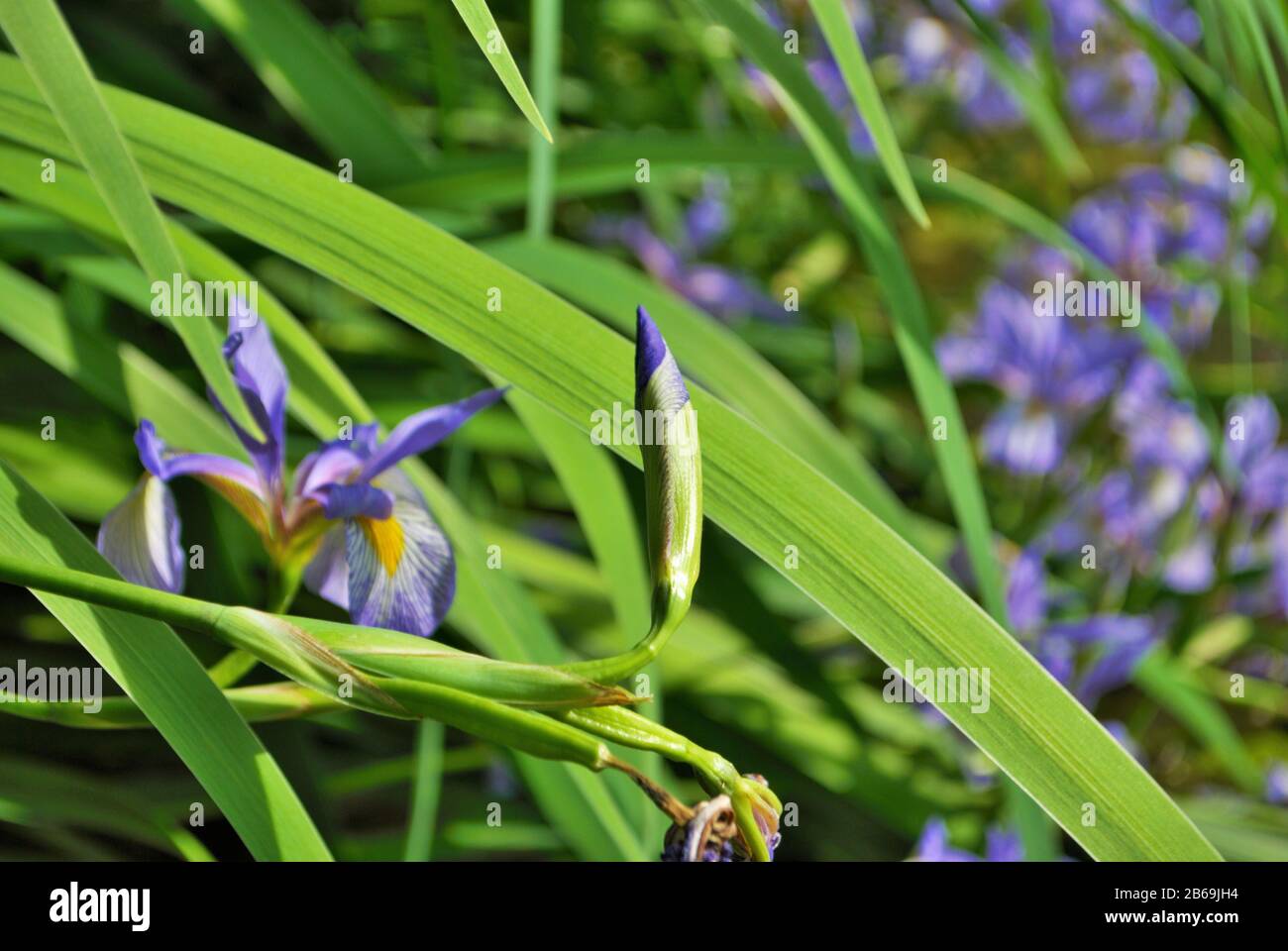 Close up of a purple and yellow iris flower and bud in my garden Stock Photo