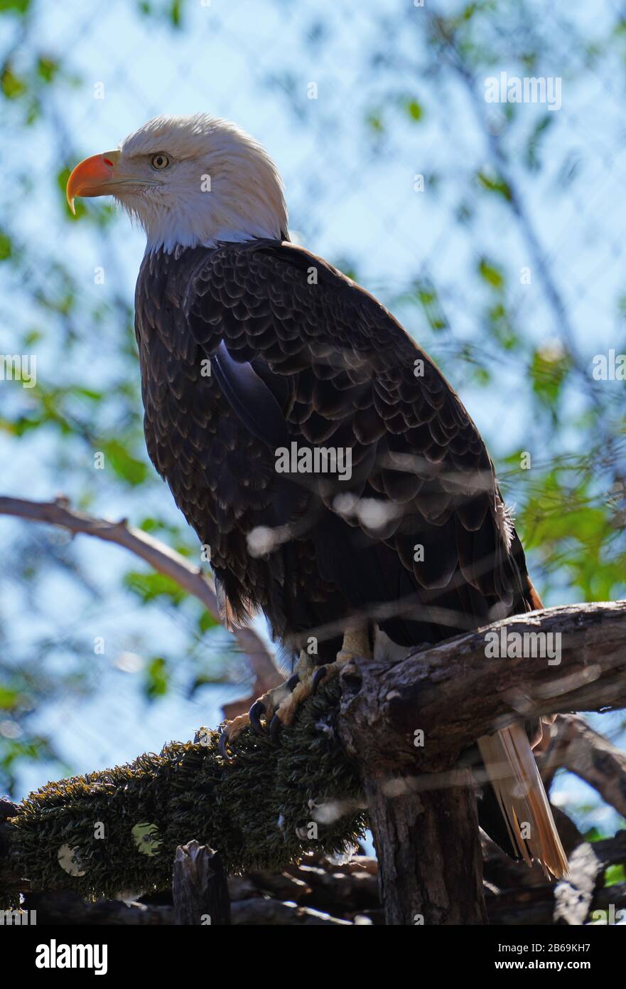 American black and white bald eagle Stock Photo - Alamy