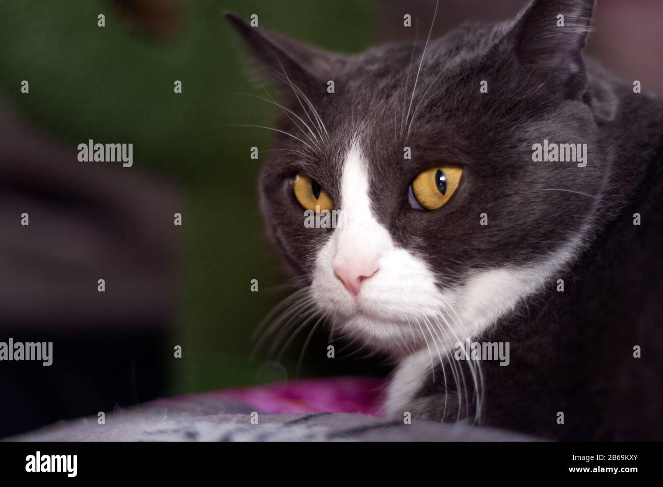 beautiful portrait of a grumpy cat Stock Photo