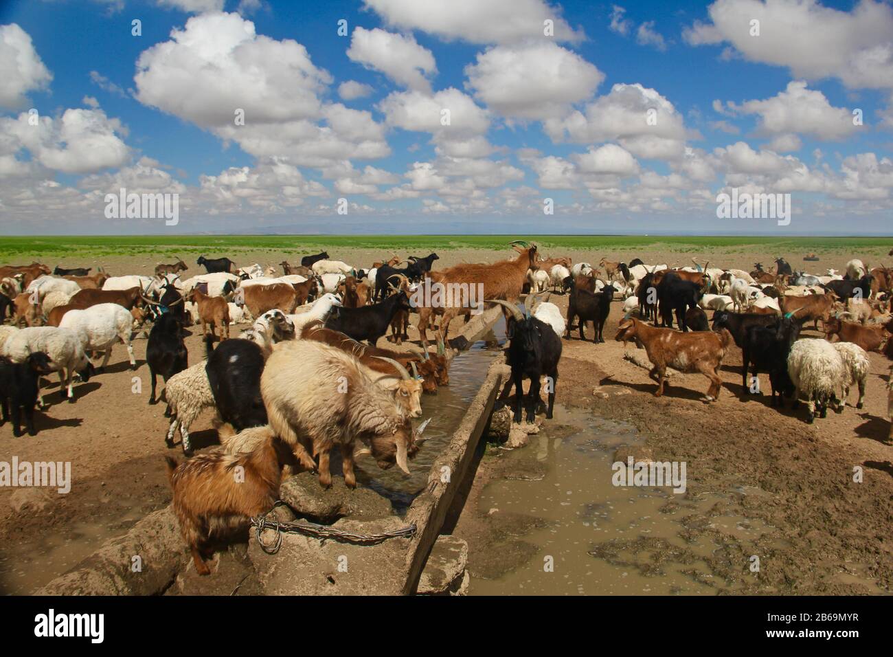 Mongolian beautiful nature and wild life Stock Photo