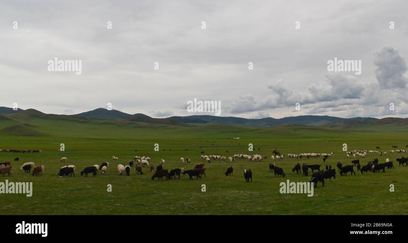 Mongolian beautiful nature and wild life Stock Photo - Alamy