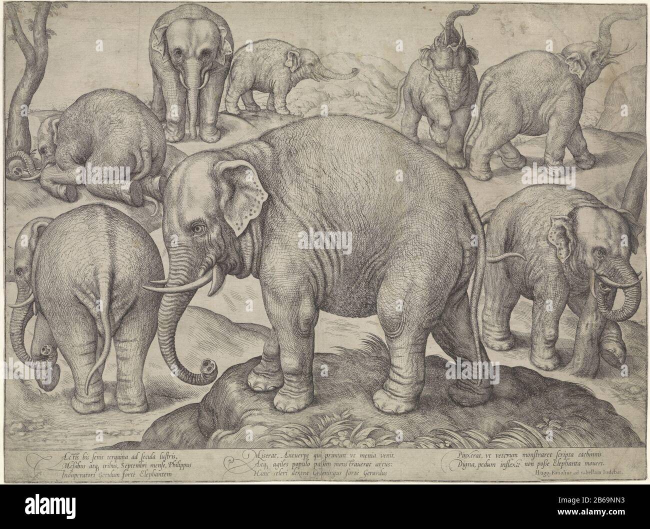 Eight elephants When in September 1563 an elephant in Antwerp staying, took  Gerard van Groeningen (or Paludanus) used the opportunity to paint him in  different poses. His sketches were not materialize: d,