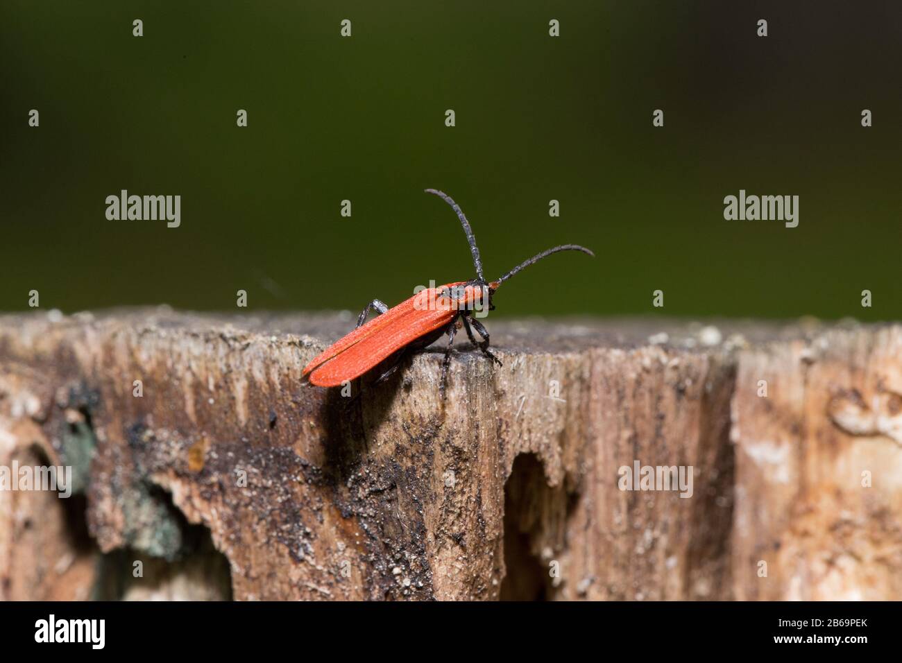 Red-brown longhorn beetle is sitting on a tree stump. Wood beetle pest. Stock Photo