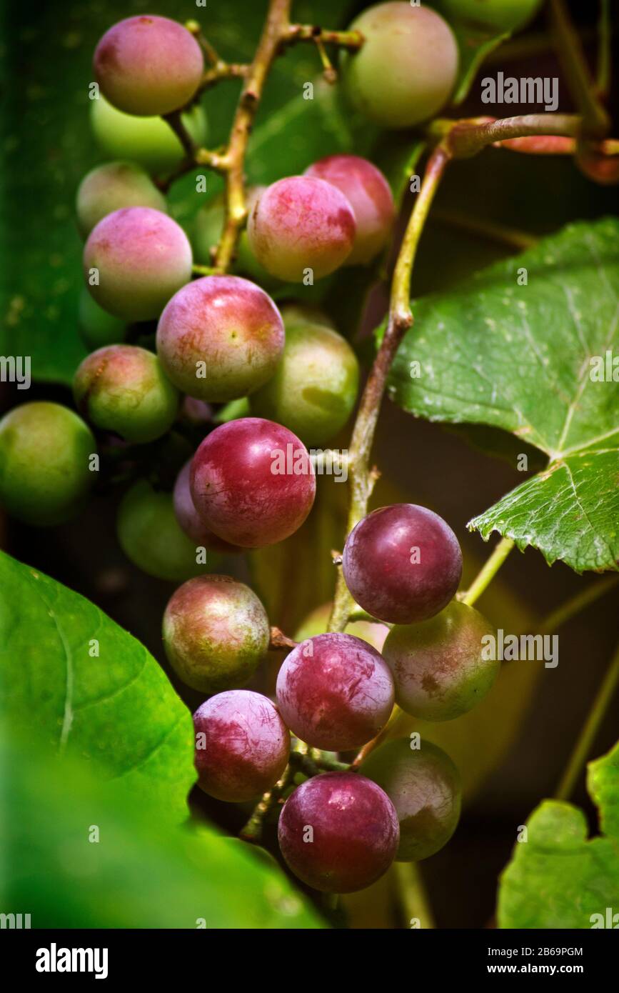 Grapes On The Vine Stock Photo