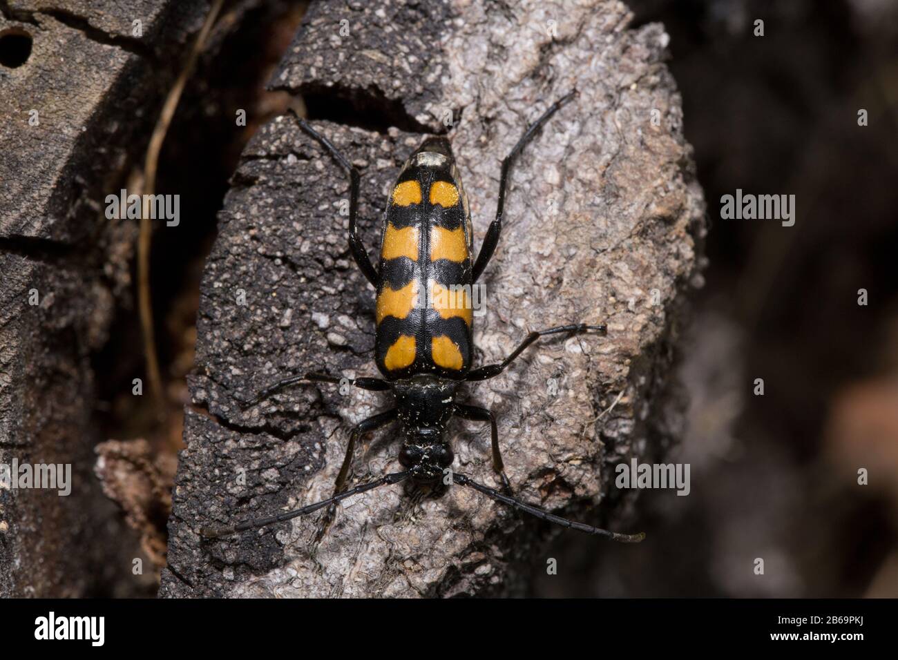 Black-yellow longhorn beetle is sitting on a tree stump. Wood beetle pest. Stock Photo