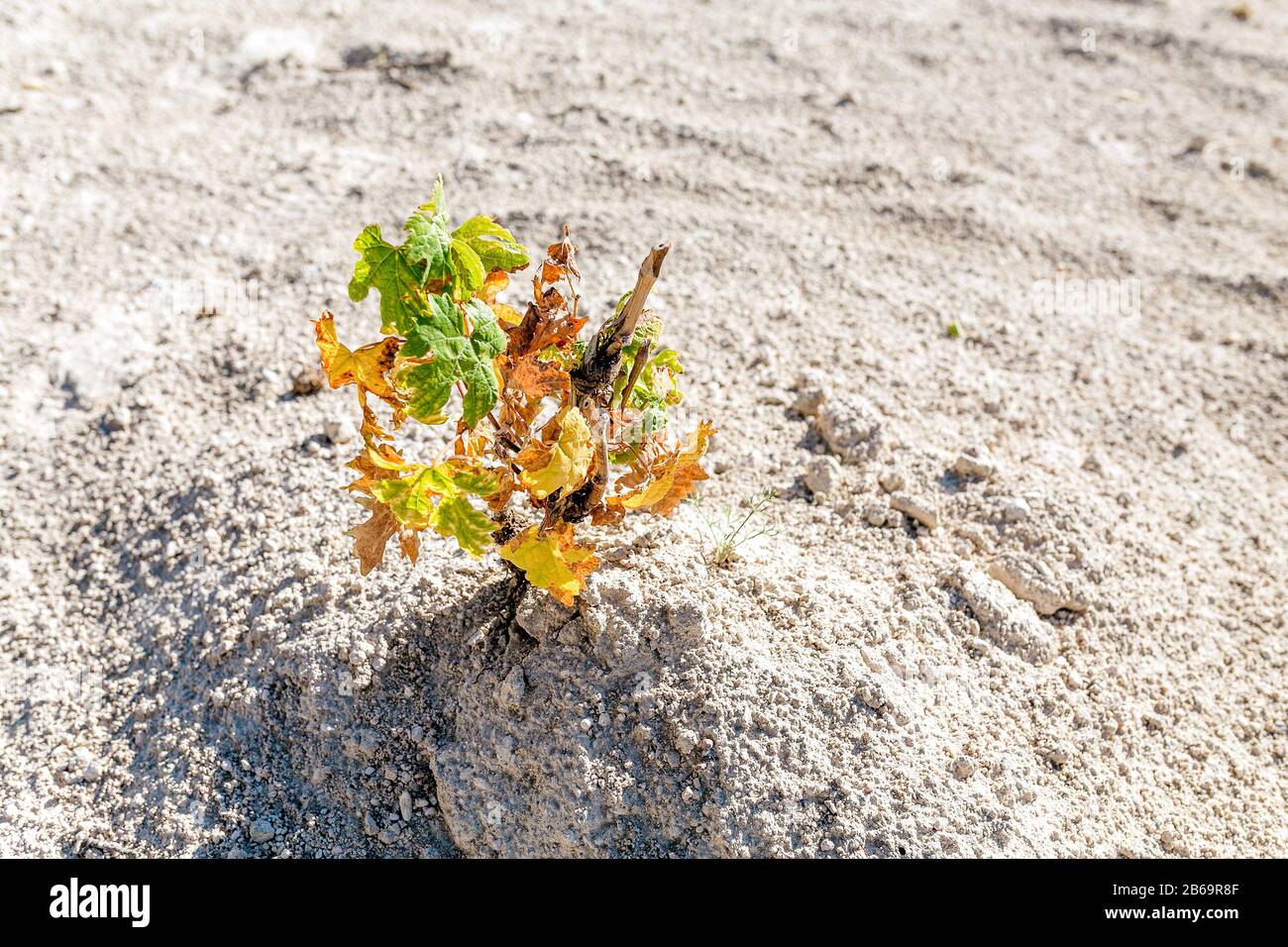 Dried almost dead tree in hi-res stock photography and images - Alamy
