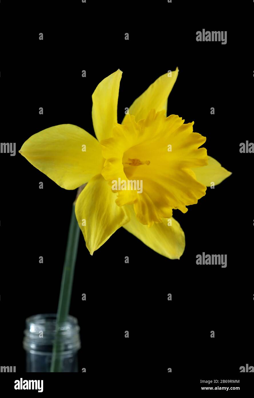 Yellow daffodil isolated on black background Stock Photo