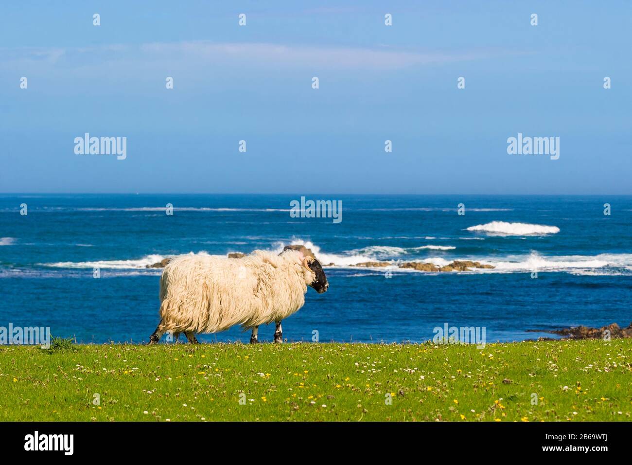 Sheep ram in a meadow by the sea on the coast in Scoland Stock Photo