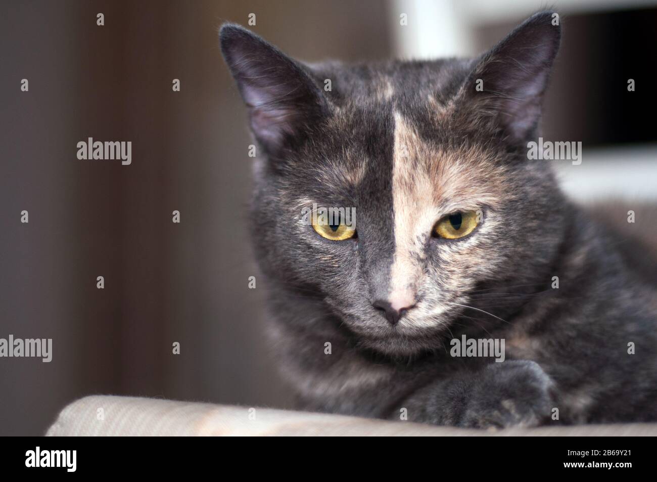 portrait of a two color face cat Stock Photo