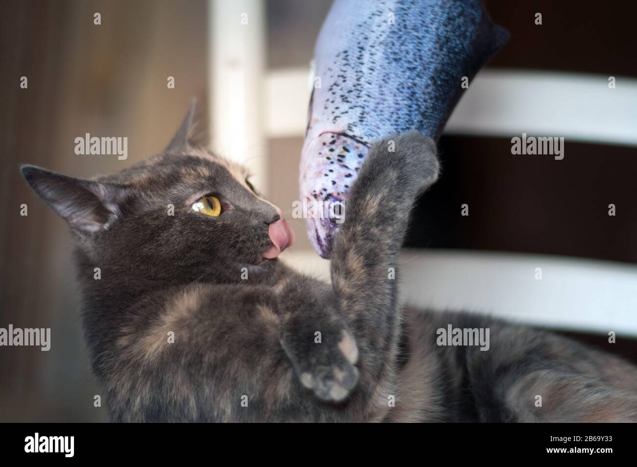 two color face cat playing with a fish toy Stock Photo